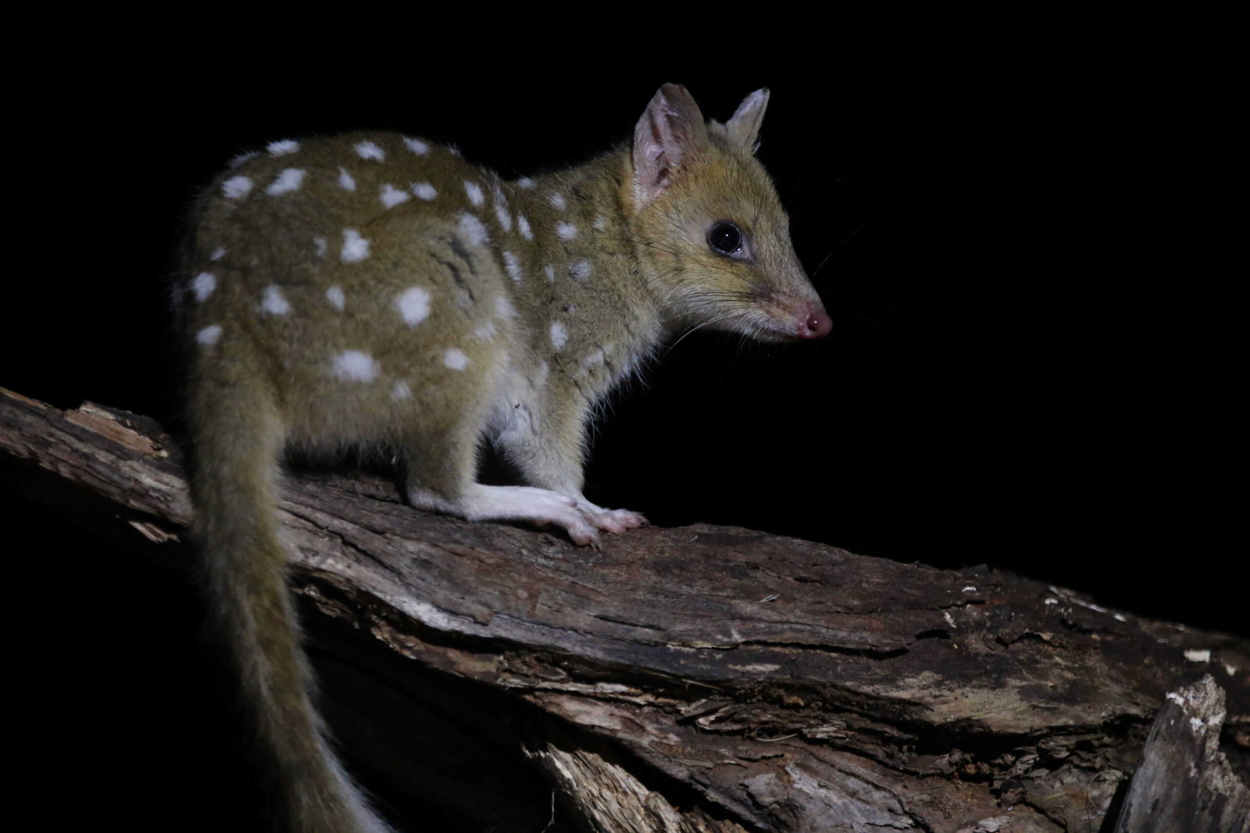 The conservation population of Australia’s endangered eastern quoll welcomes joeys