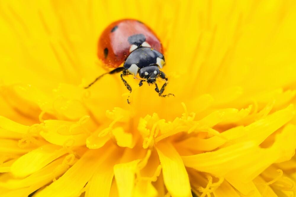 A ladybug sits on a dandelion flower. (Sergei Grits, File/AP Photo)