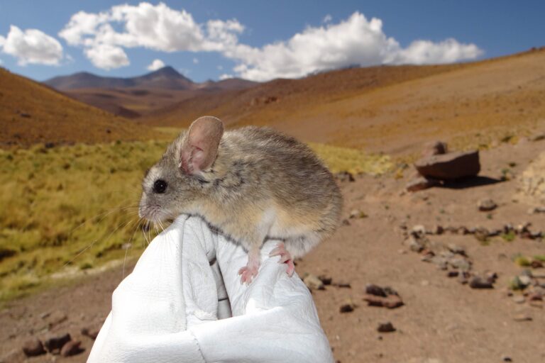 These mice live on volcano summits at extreme elevations. Study finds how