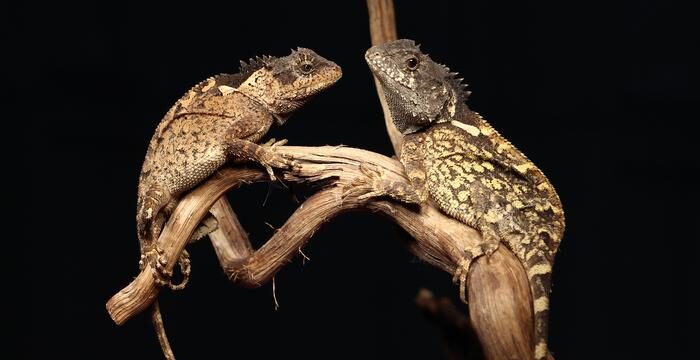 This tiny Thai lizard shares its name with a 'House of the Dragon' beast