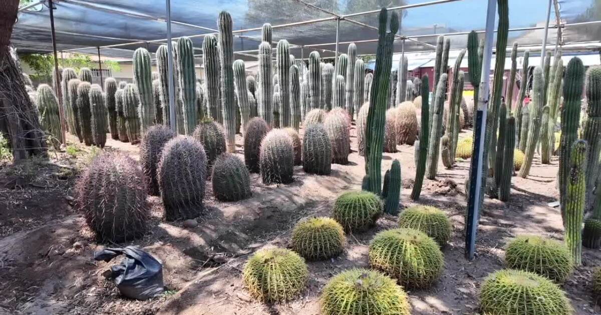 Tips to protect your indoor and outdoor plants from extreme heat