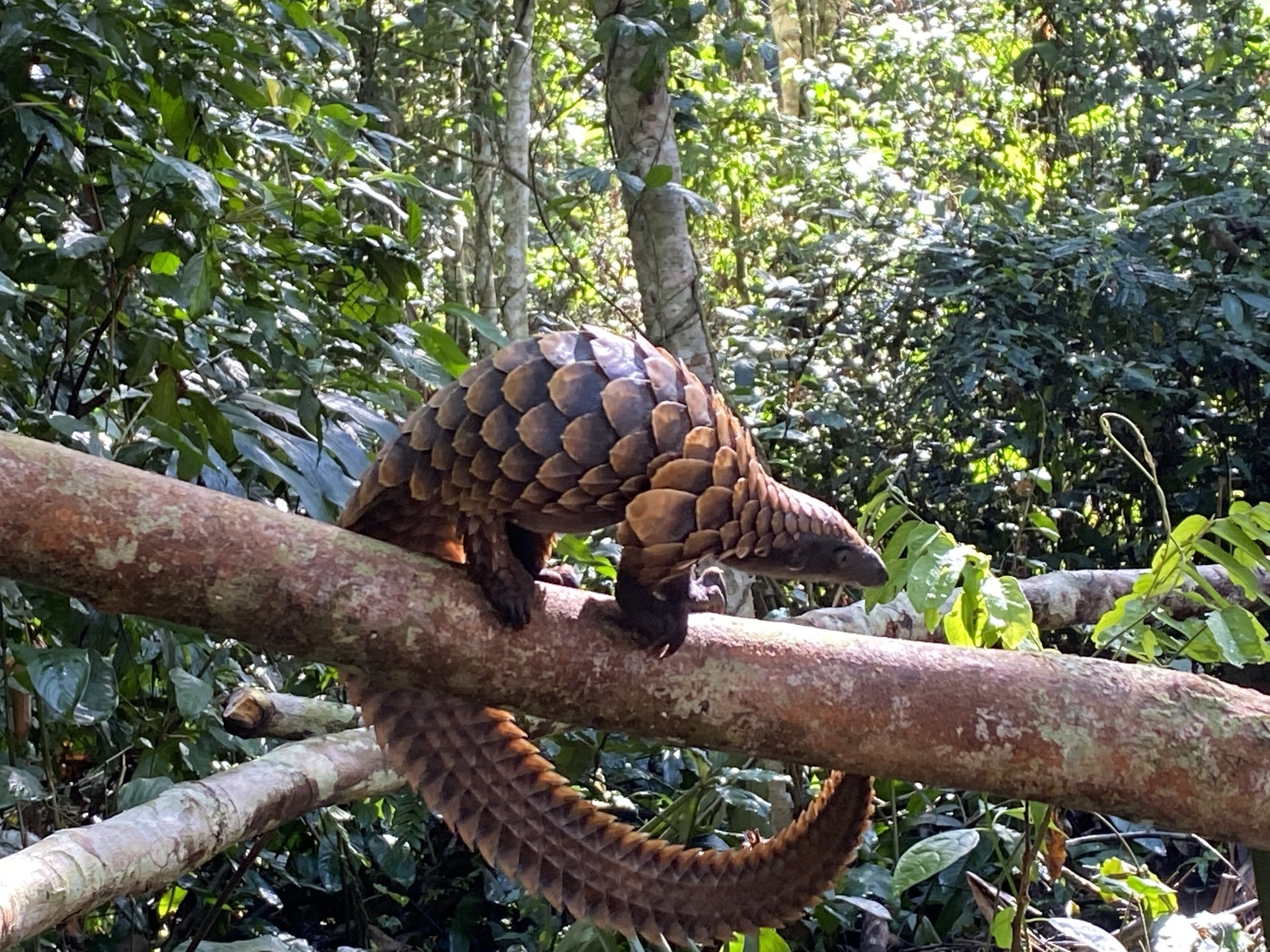 To secure protected areas from wildlife trafficking, criminal networks must be dismantled (commentary)