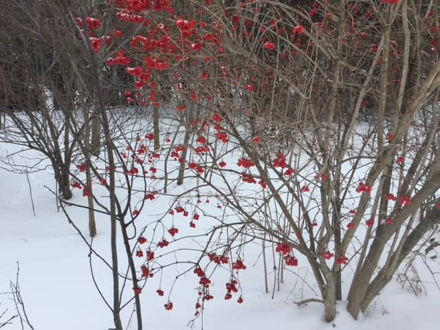 Turkey Berries, Ontario, Canada - Photo of the Day