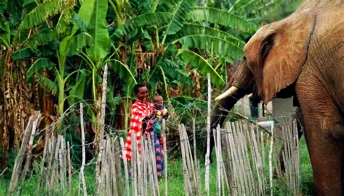 Uganda now starts erecting fences around National Parks
