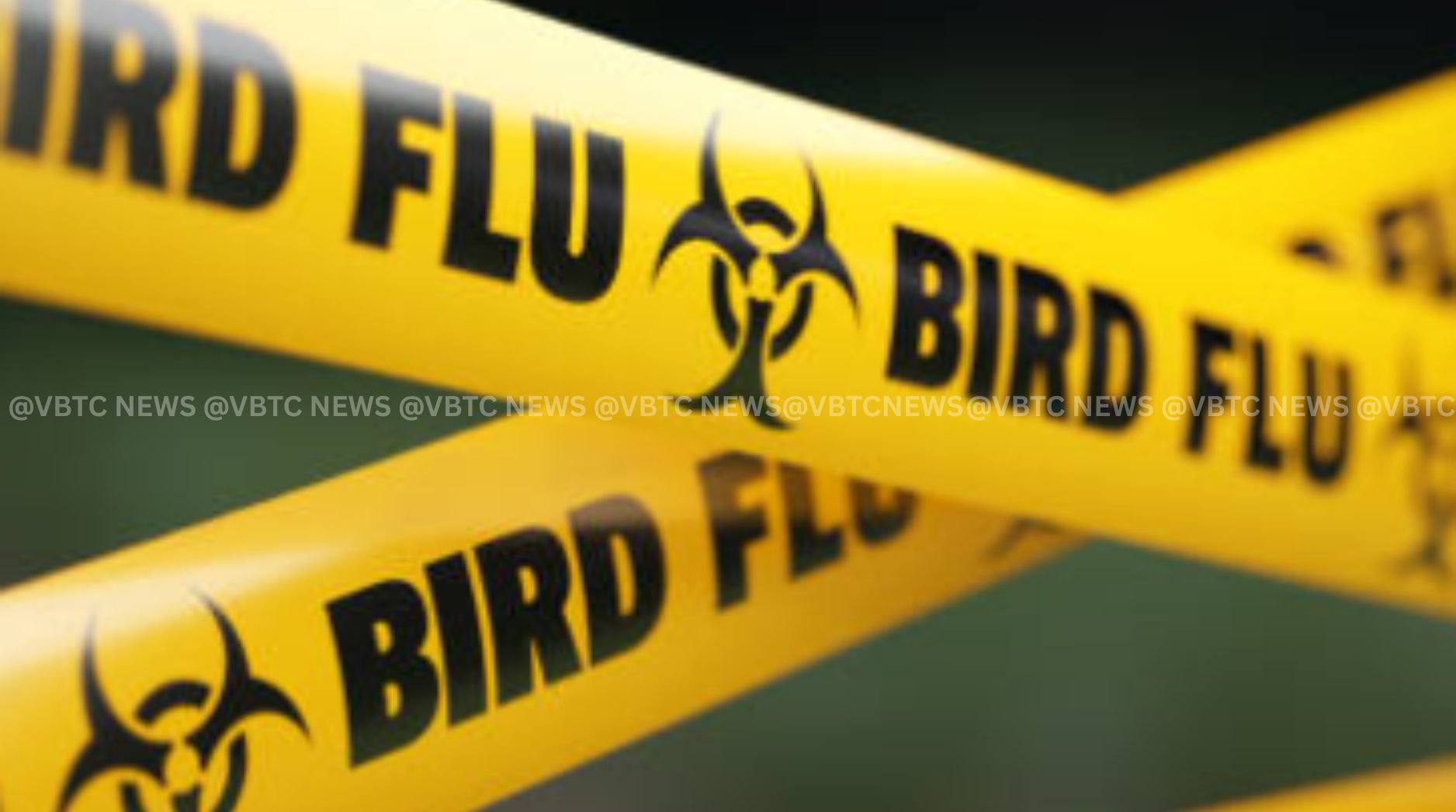 Vanuatu Monitors Bird Flu Risk