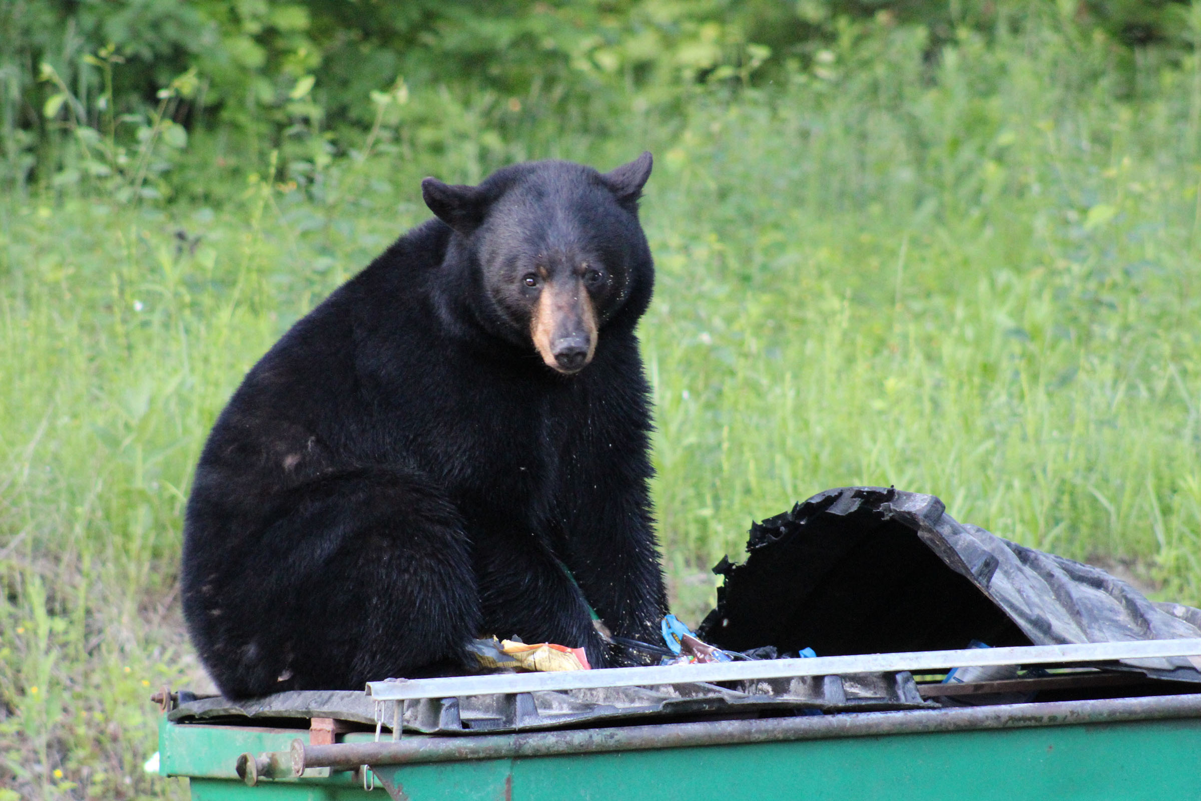 Vermont bears reaching record contact levels, officials warn