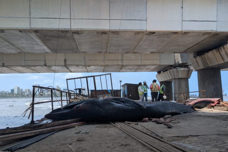 What happens after a whale strands on a Mumbai beach?