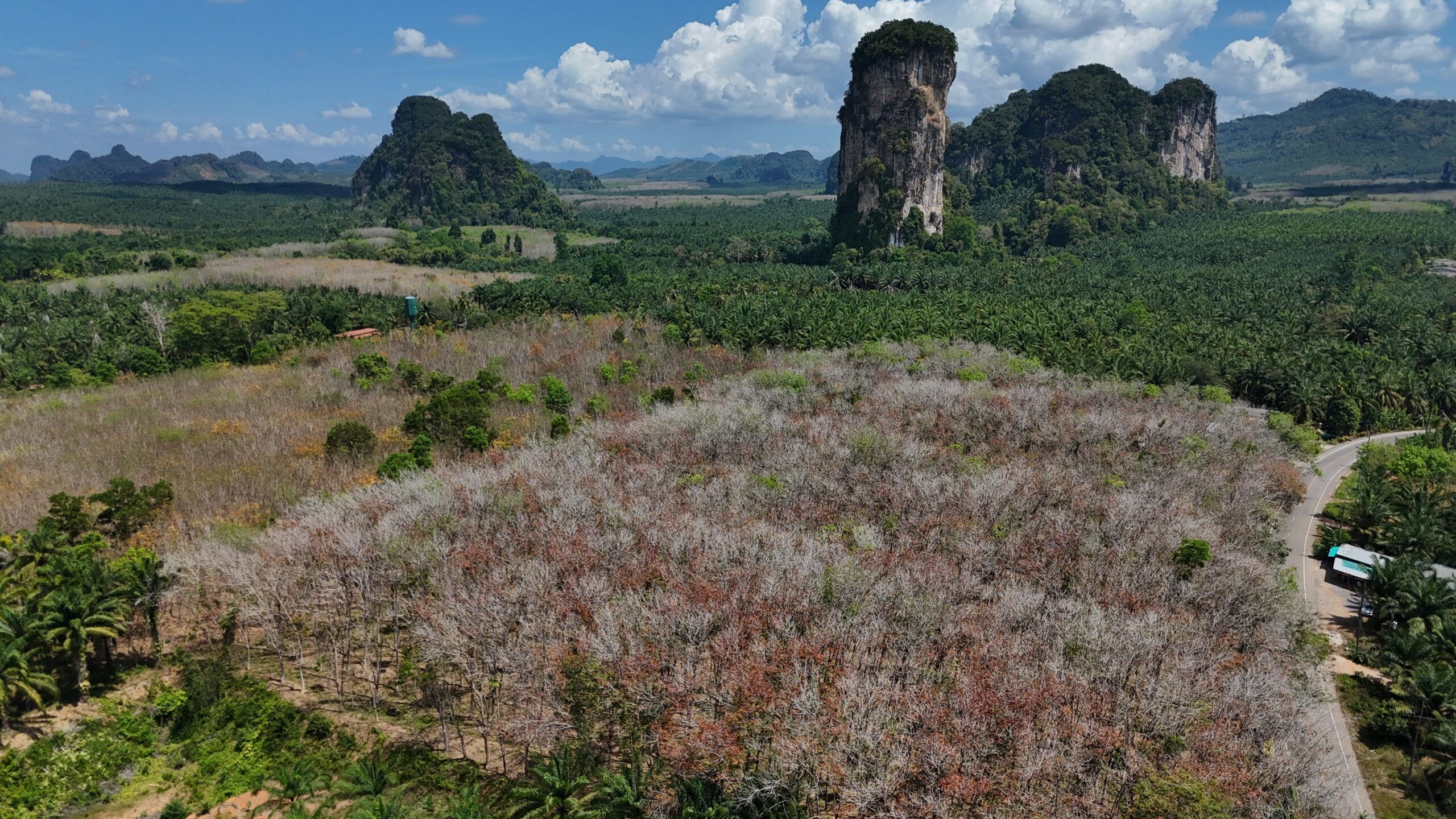 Why carbon markets alone won't save Southeast Asia's concessions forests