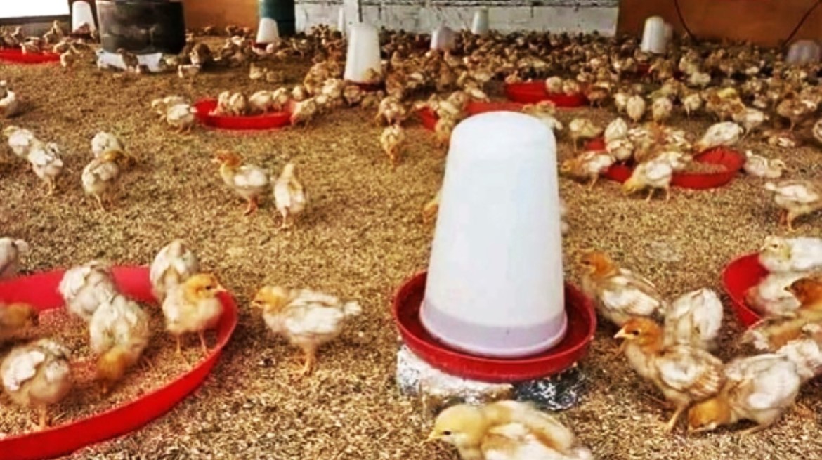 World Bank Group Boosts Poultry and Aquaculture in Congo