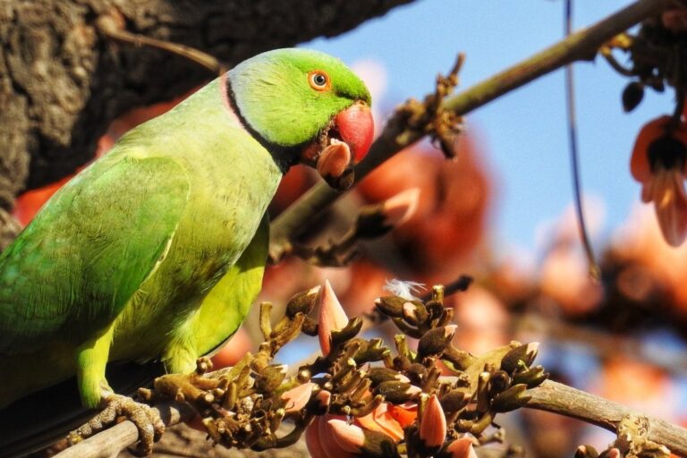 ‘My Wild City’ reminds us why cities need nature