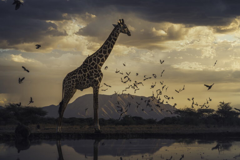 ‘Remembering Wildlife’ shines a spotlight on the species we risk losing forever