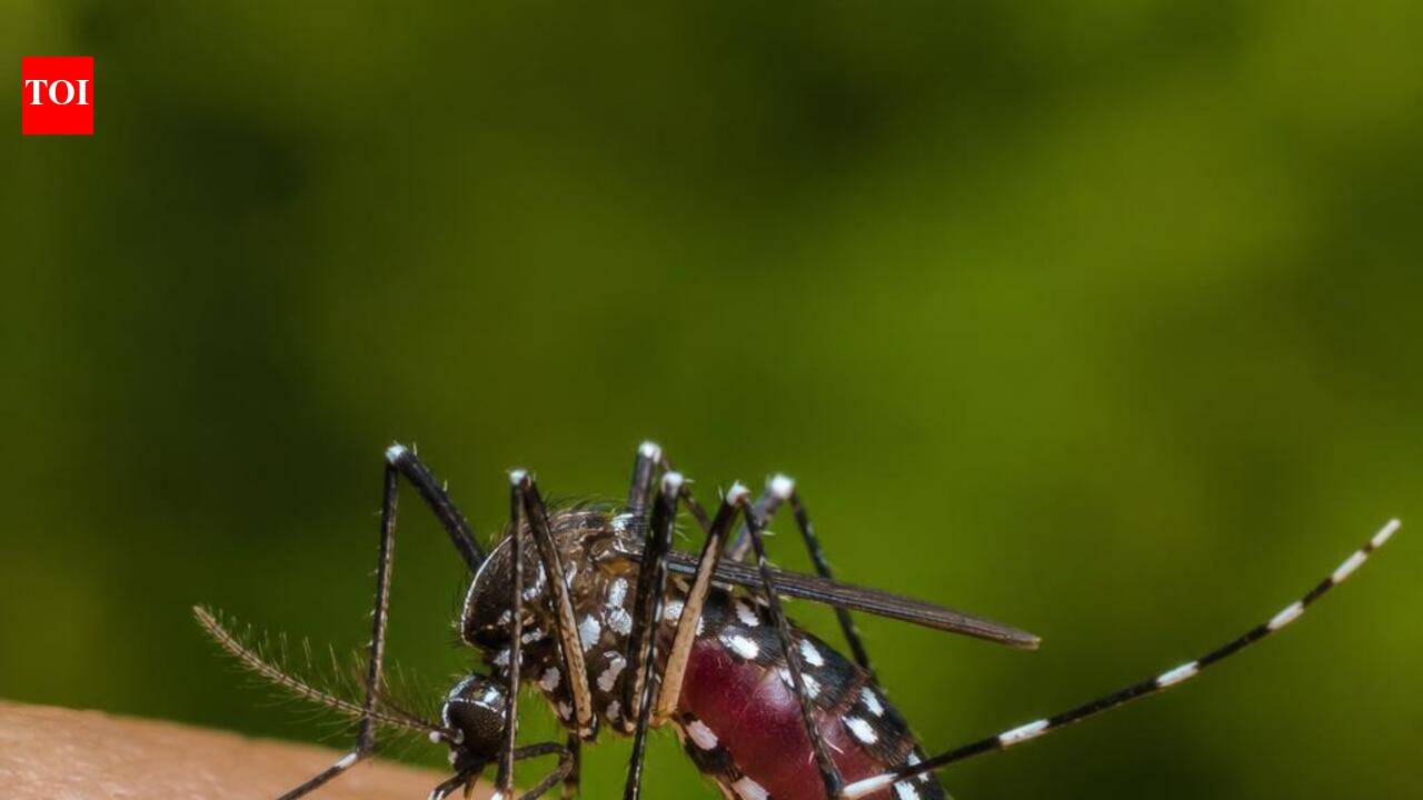 10 students test dengue +ve, anti-larvae drive intensified | Prayagraj News