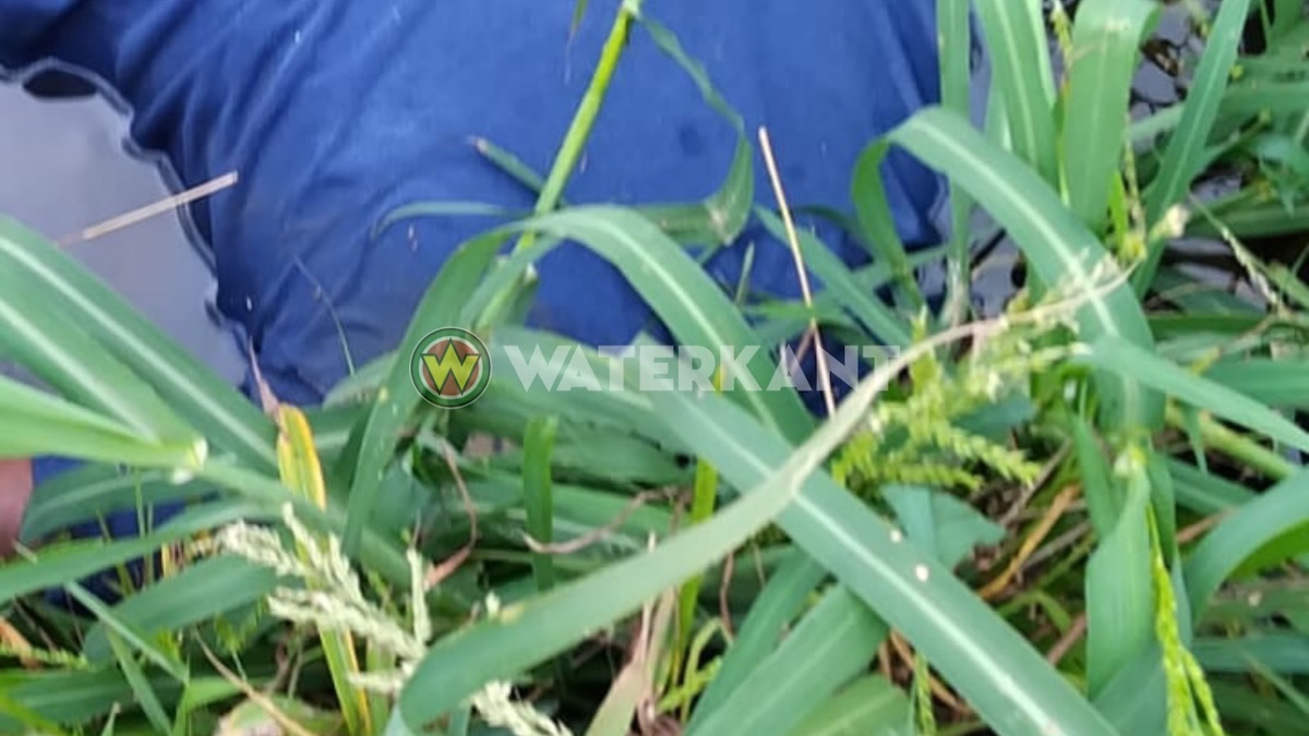 51-jarige man dood aangetroffen in water langs rijstveld