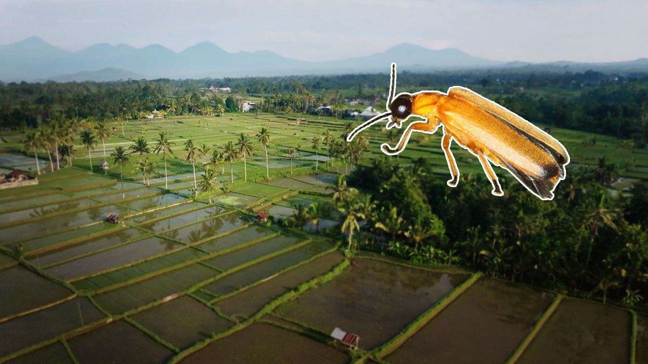 A plan to save Bali's lost fireflies