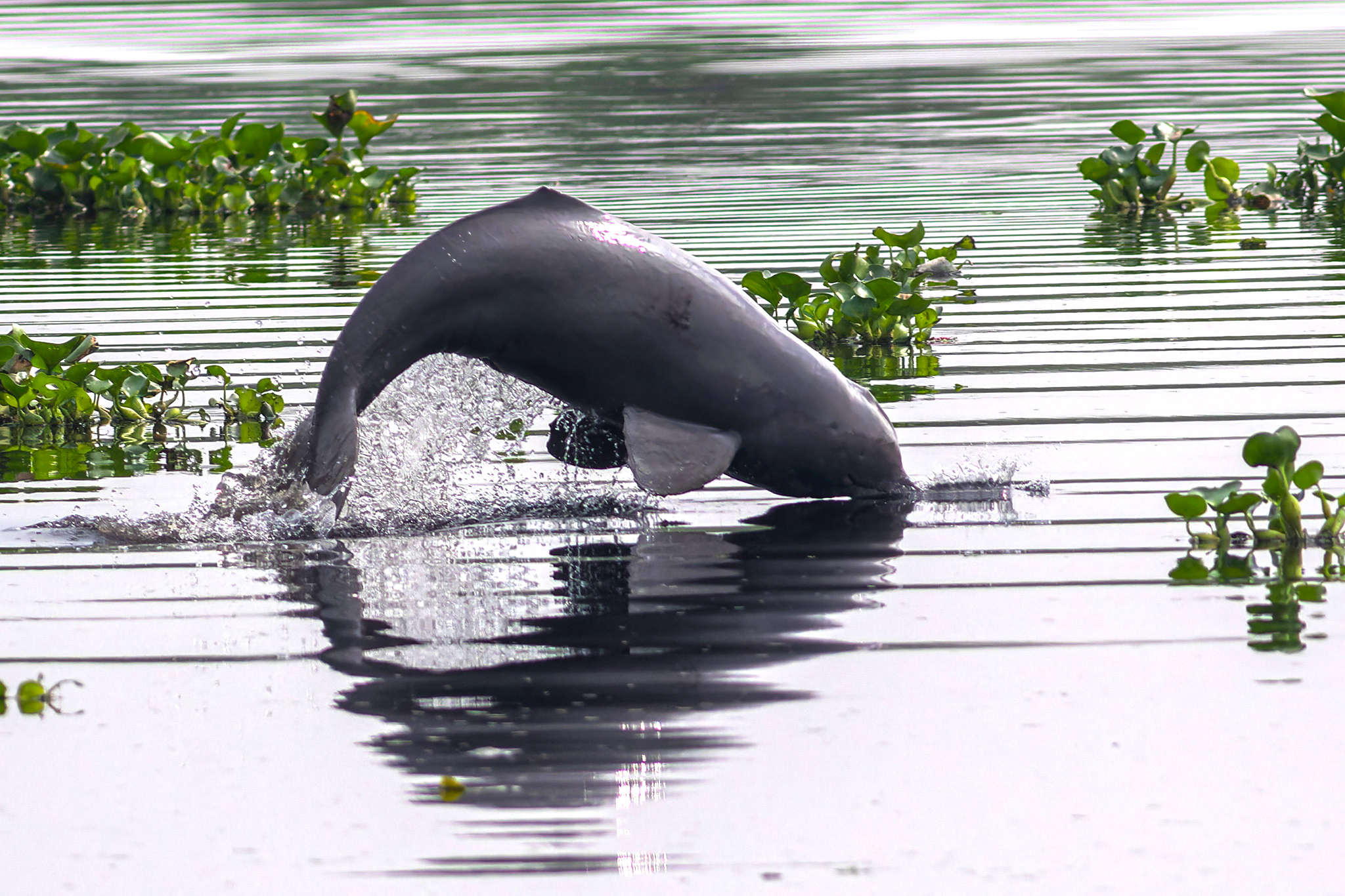 A Ganges river dolphin in Bangladesh.