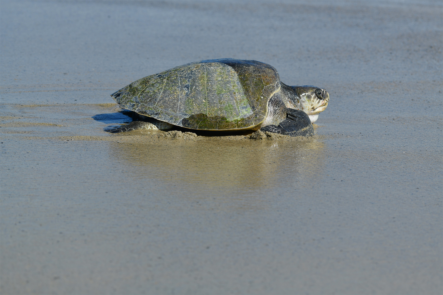 Agency says sea turtle eggs laid on California beaches are a first for the US West Coast