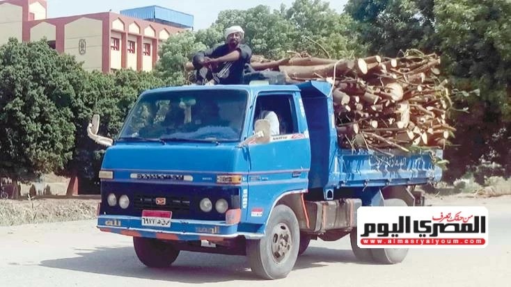 Al-Masry Al-Youm reports ongoing removal of old trees in three governorates
