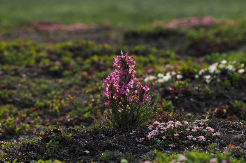 Alaska Science Forum: Seeking the benefits of a parasite