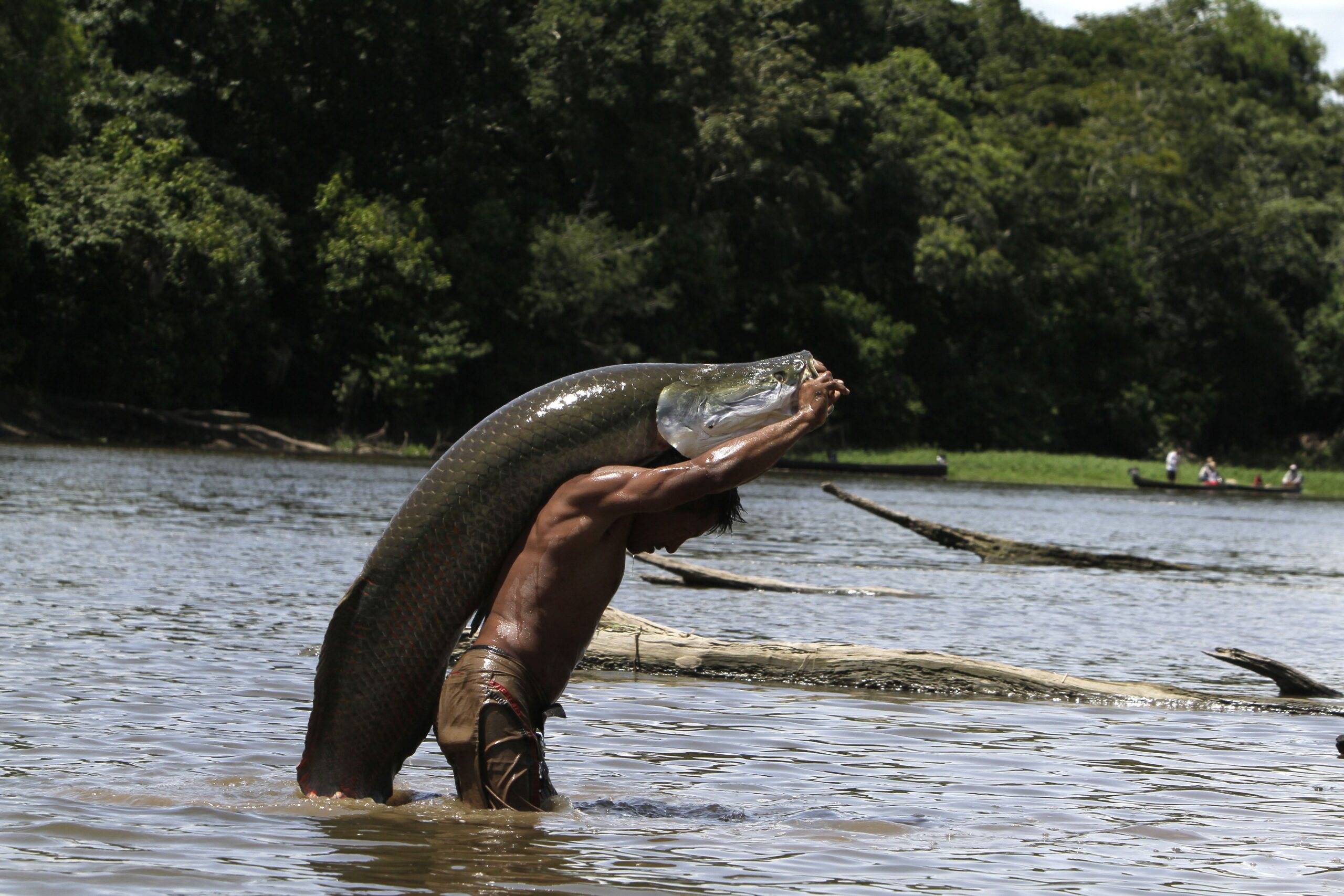 The Amazon Fund finances a project by the Mamirauá Institute to support the sustainable management of pirarucu, one of the world’s biggest freshwater fish, in communities in the states of Pará and Amazonas. Image courtesy of Ricardo Oliveira/Mamirauá Institute.
