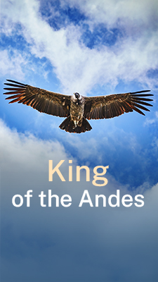 Andean condors: From fear to coexistence