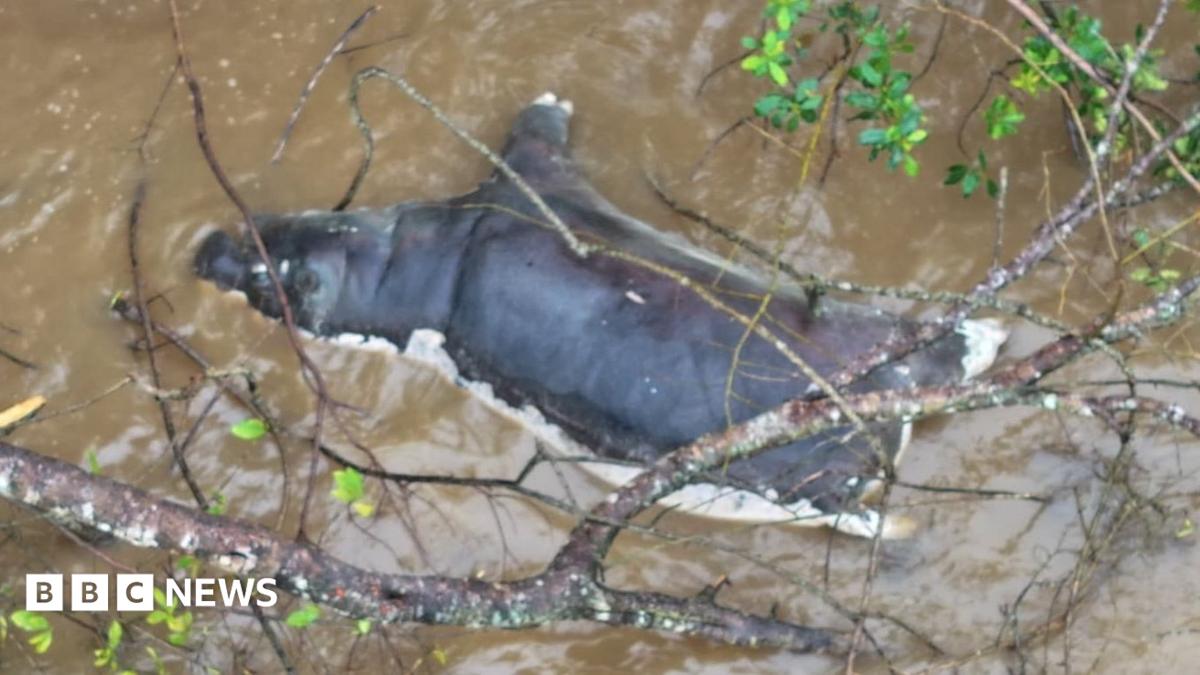 A hippo that died of anthrax floating in a pool of water in Virunga in neighbouring DR Congo