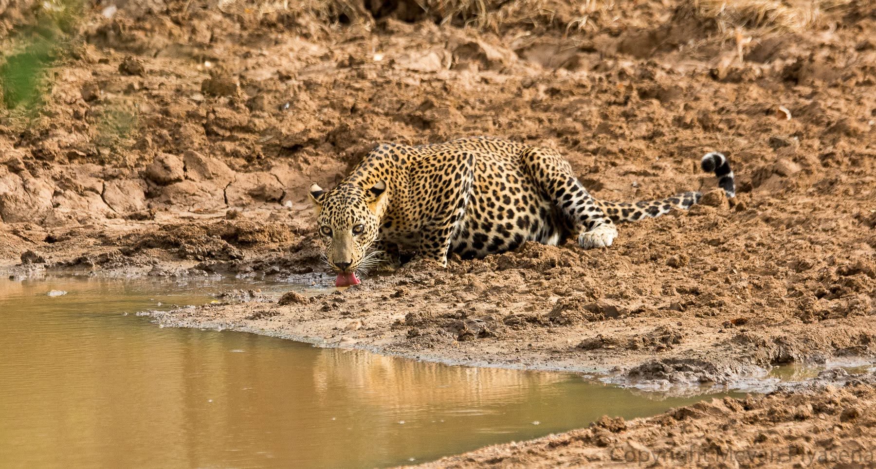 As drought shrinks Sri Lanka’s water holes, poisoning poses threat to wildlife