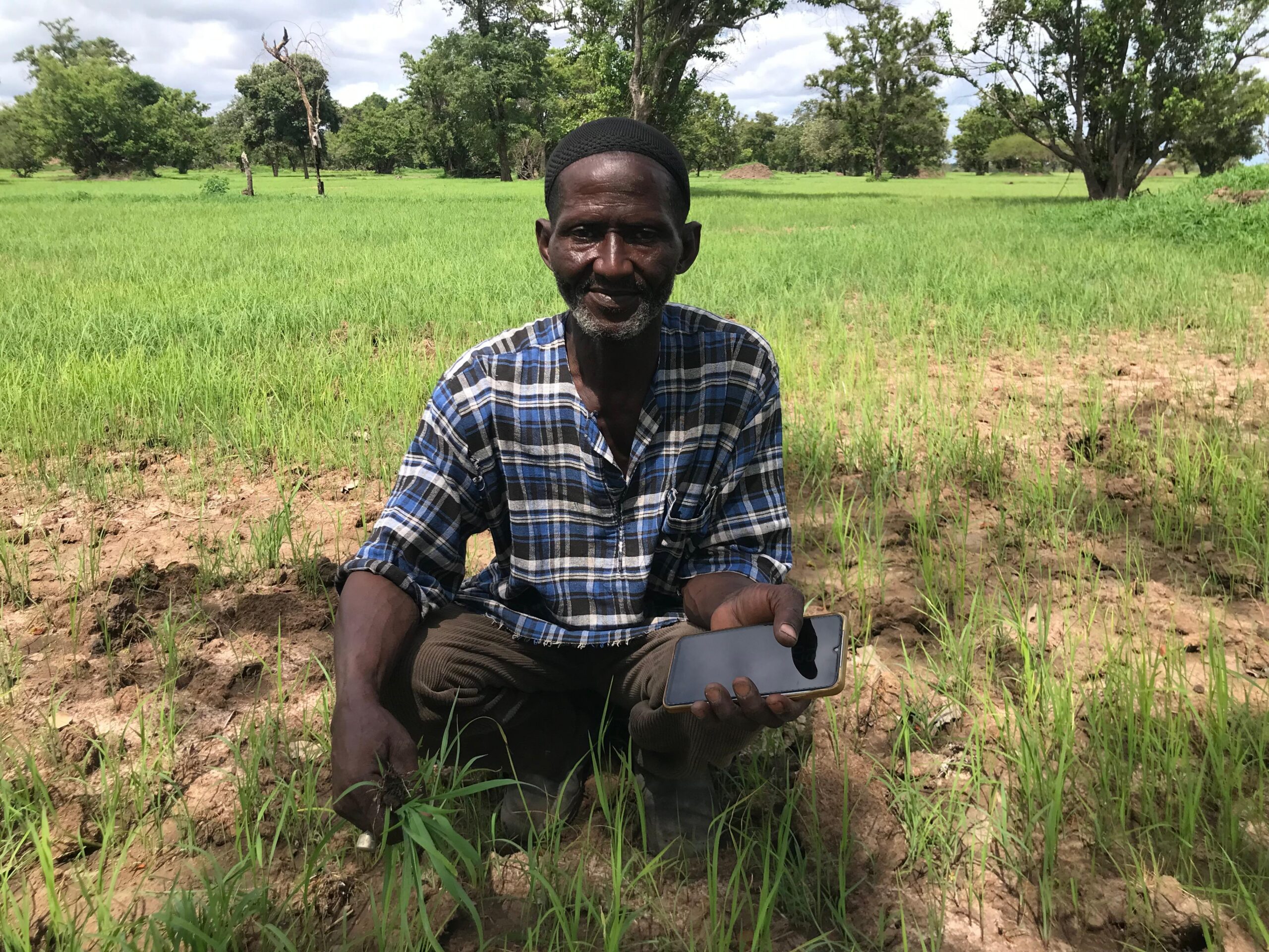 As saltwater advances, Gambian farmers rethink how to protect rice fields