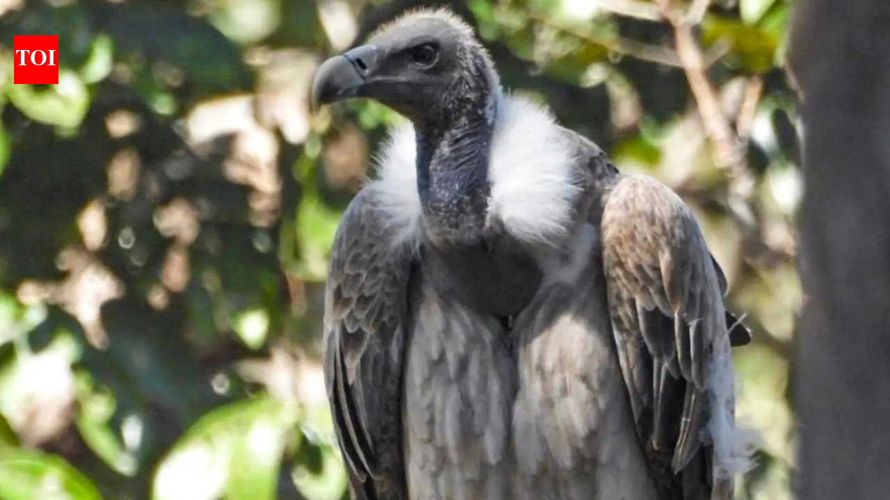 As vultures disappear, minister calls for 'safe zones' | India News