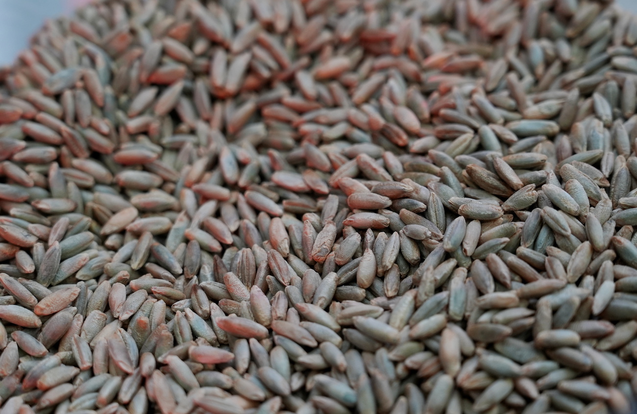 Association of Stevedoring Companies: Latvian grain is given priority at ports and is not displaced by transit cargo