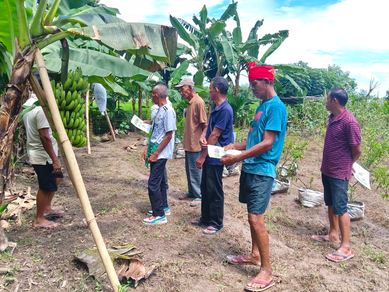 Banana farming gets boost in Kaziranga-Karbi Anglong landscape