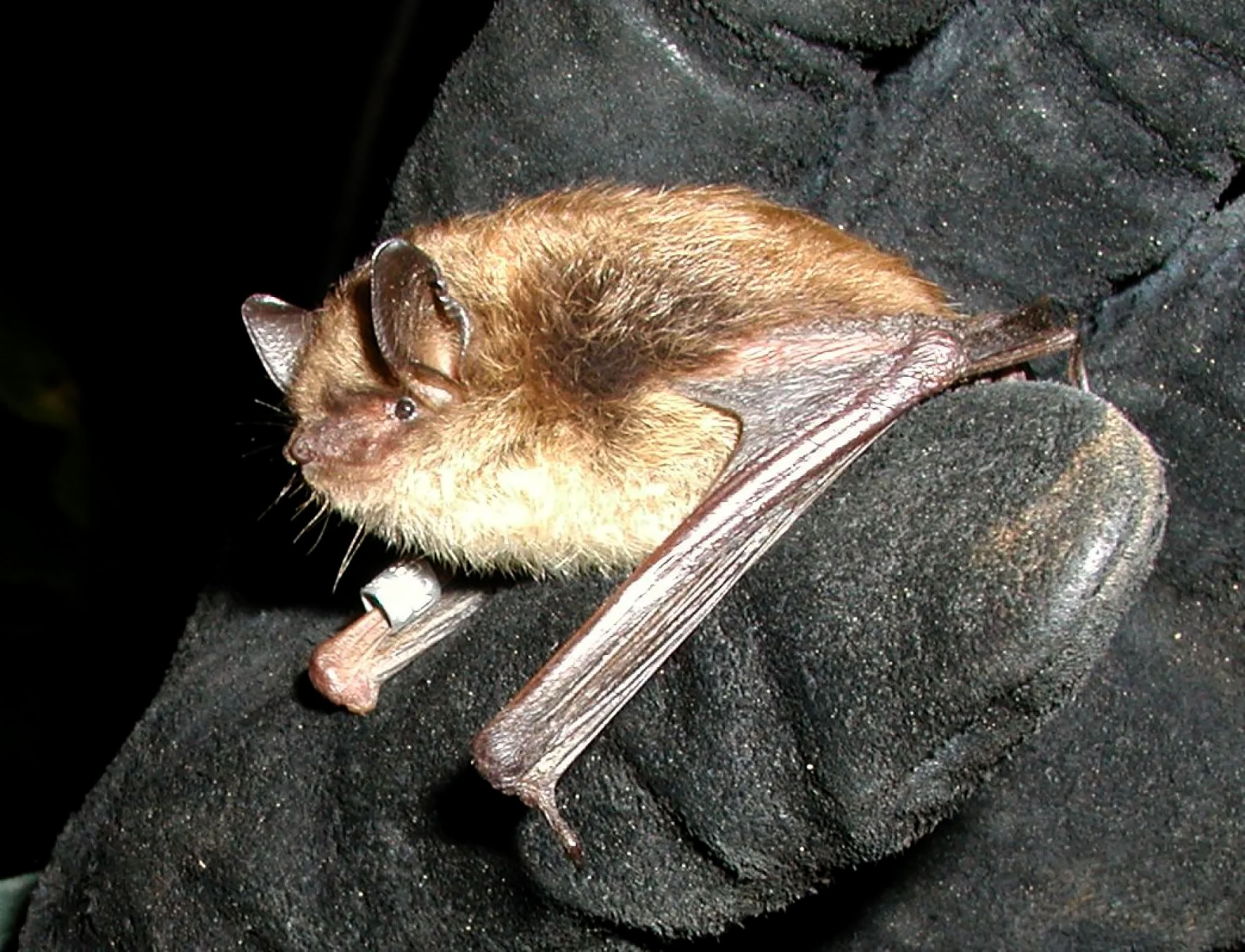 Bat genome secrets could lead to human cancer cures