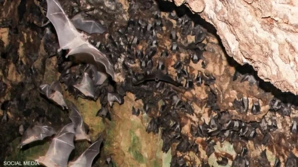 Bat sightings at Abu Simbel Temple on the rise - are they a threat?