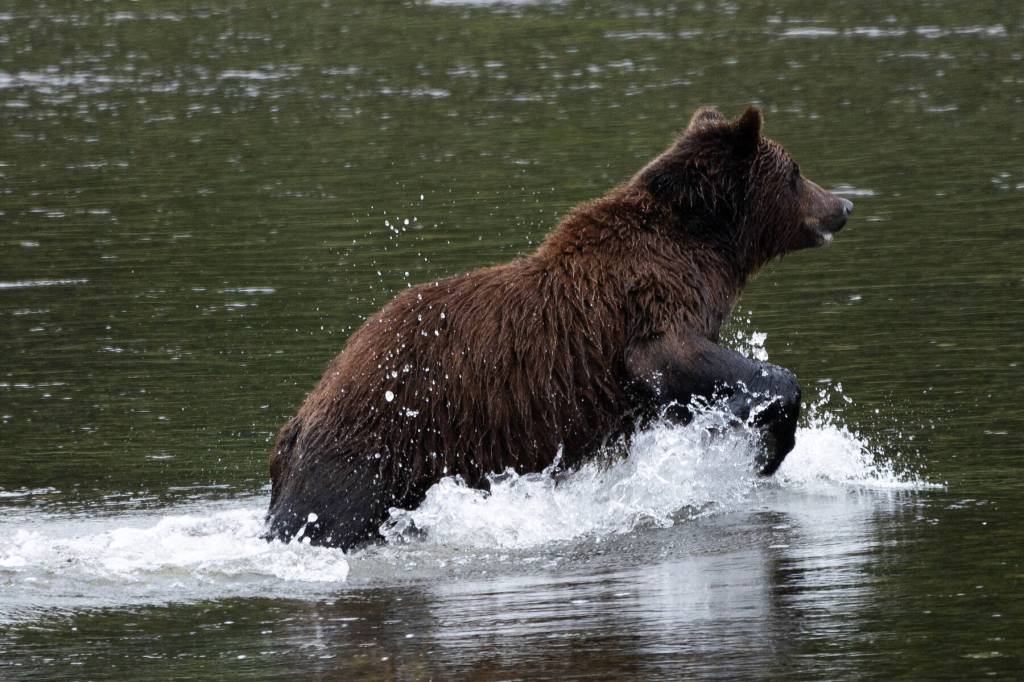 Bear attack has Alaska wildlife officials urging caution