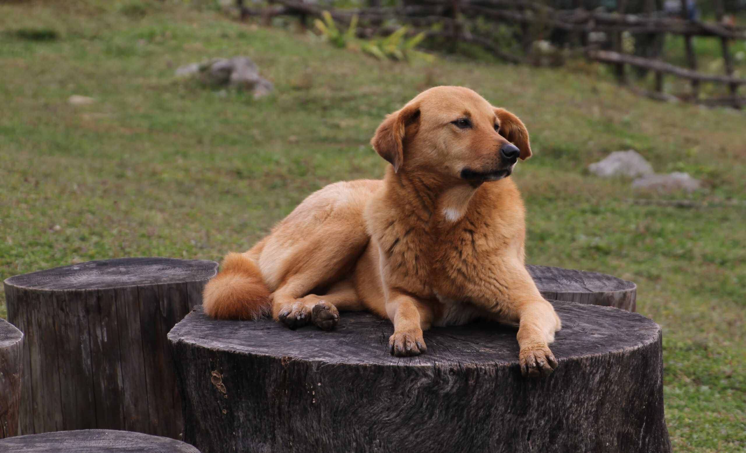 Bhutan recognized for eliminating dog-transmitted rabies ahead of World Rabies Day