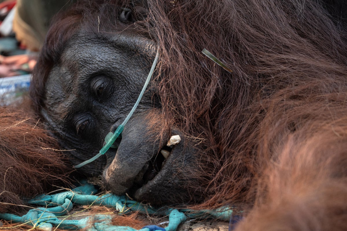 Borneo orangutans under threat as wildfires tear through their only major habitat in Indonesia