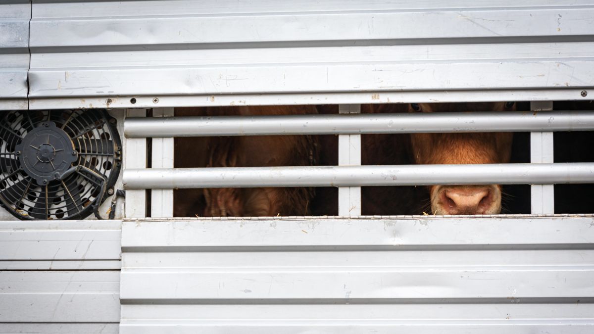 Calves shipped from Ireland go 50 hours without milk, NVWA says