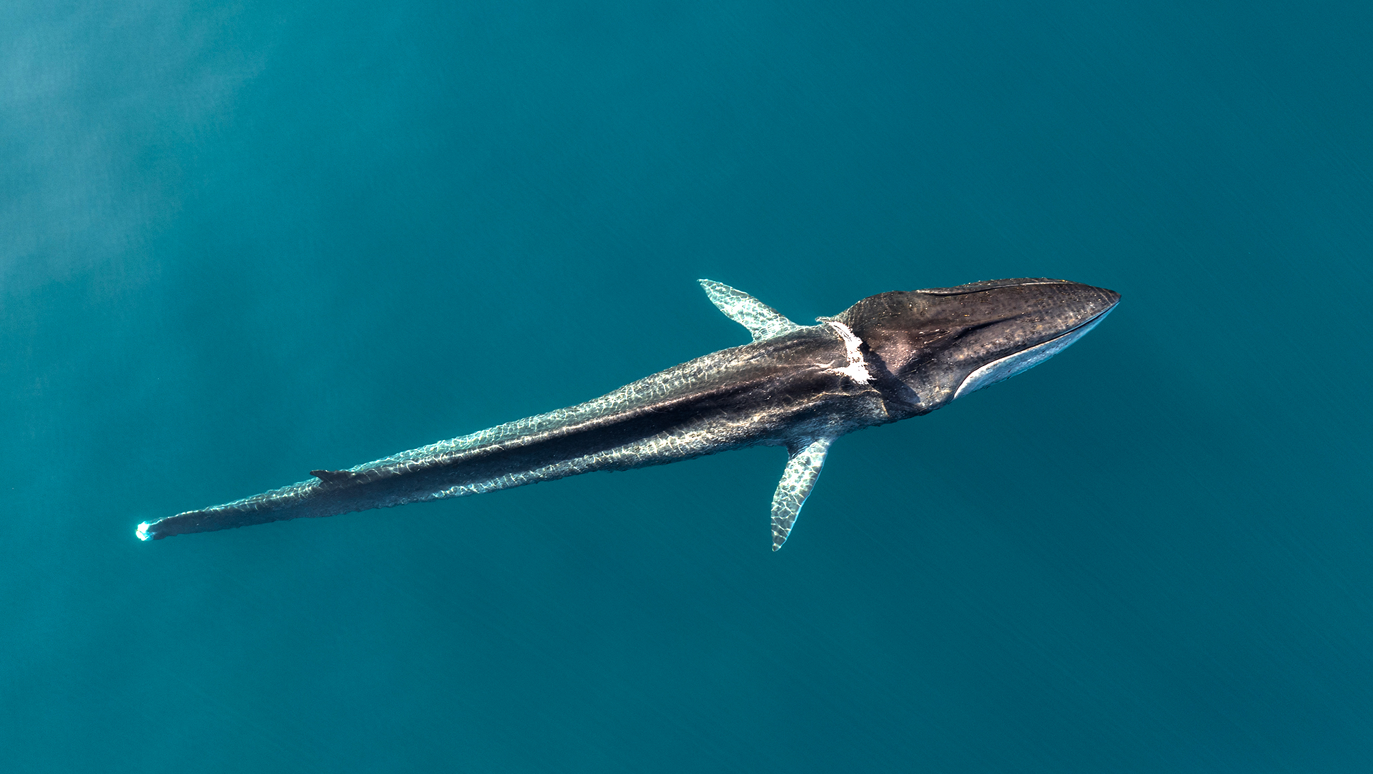 Codamozza (Italian for “Cut Tail”), a fin whale often sighted by the Italian marine conservation nonprofit Tethys Research Institute in the Pelagos Sanctuary