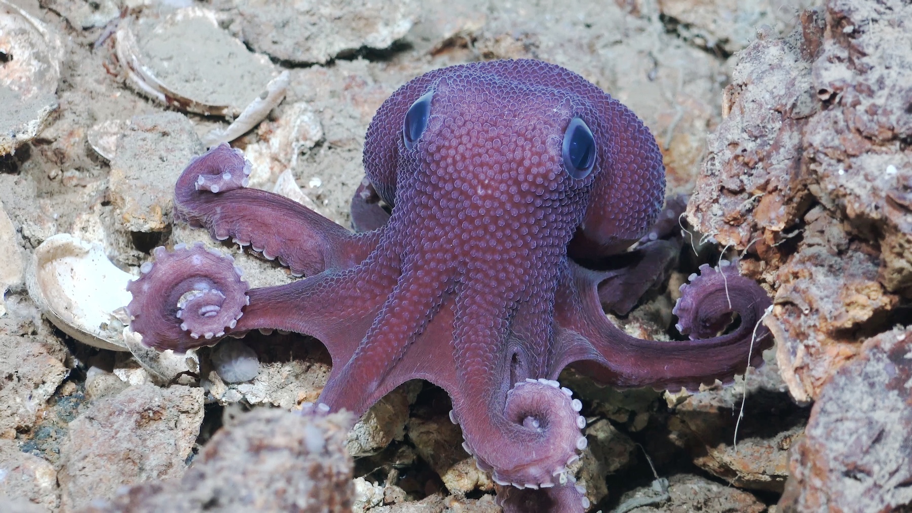 Caribbean scientists document uncharted deep-sea waters in Trinidad and Tobago