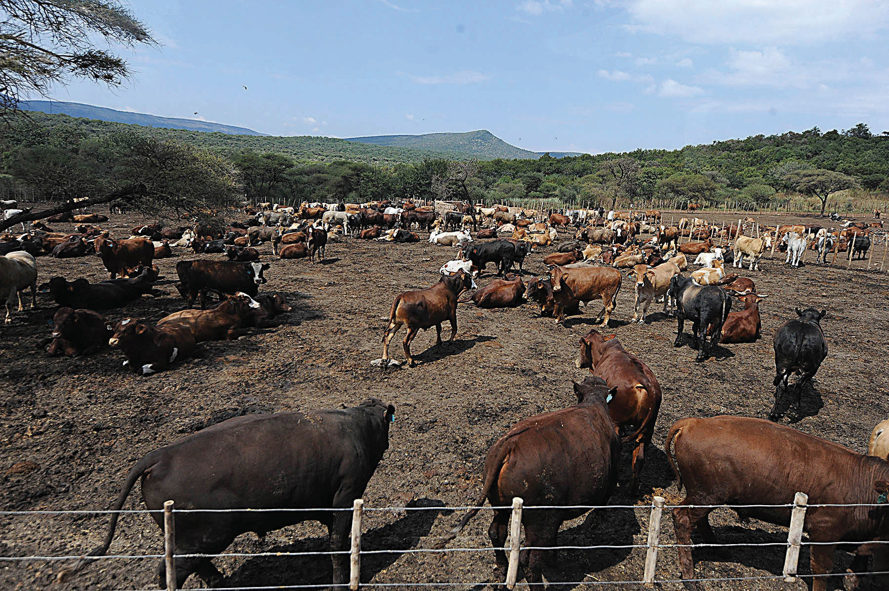 Cattle herd shrinks as livestock deaths surge