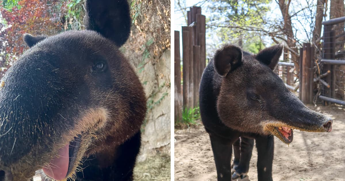 Cheyenne Mountain Zoo’s beloved tapir has died