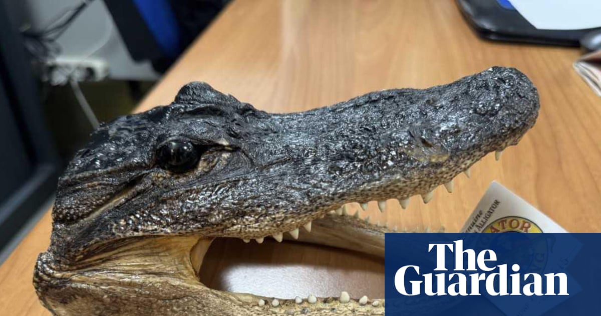 Crocodile head found in luggage at Italian airport | Illegal wildlife trade