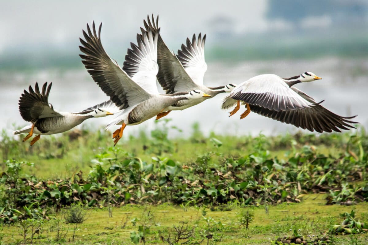 Bar-headed geese (Anser indicus).
