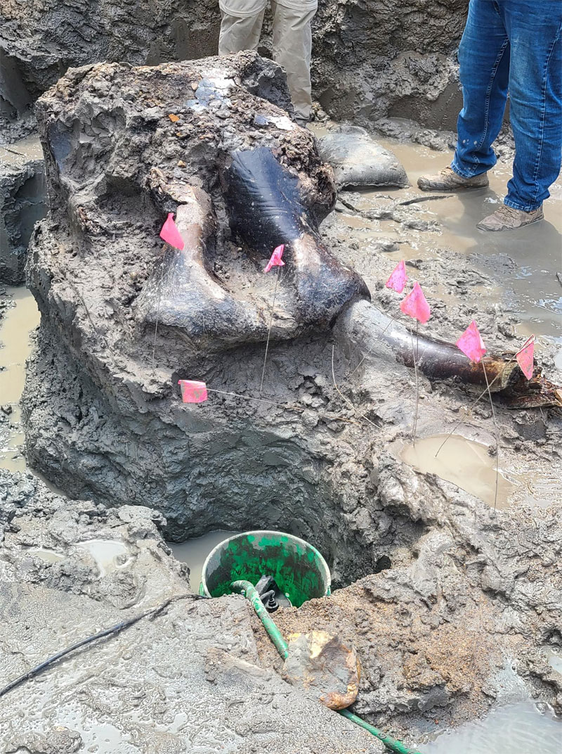 Dolly the mastadon returns to Wayne County for permanent display