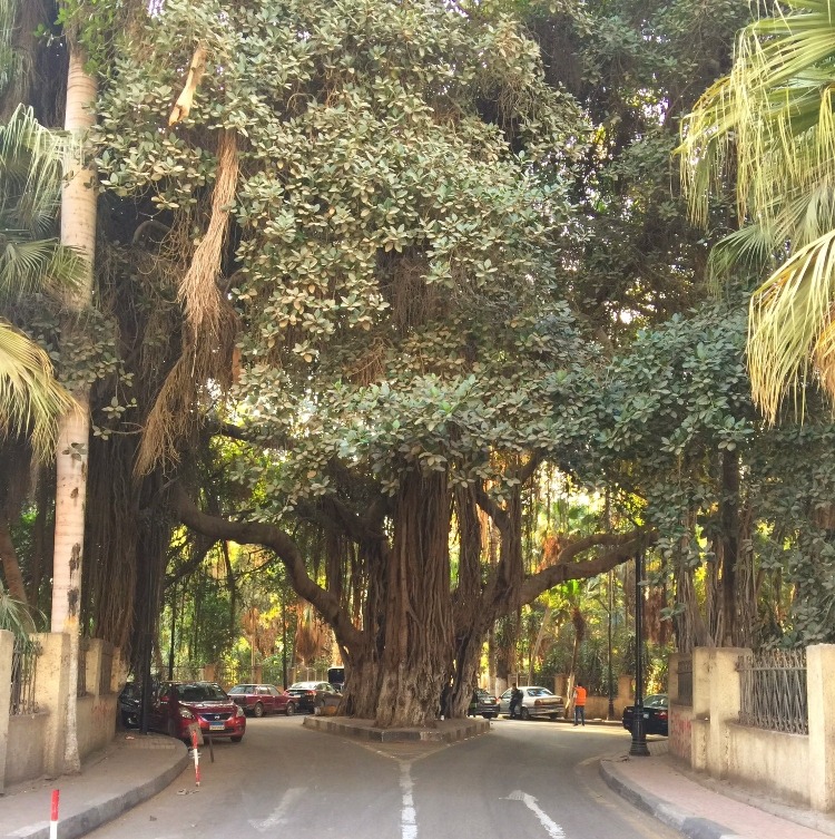 Egypt bans tree felling in nationwide greening drive as cabinet outlines broad policy agenda