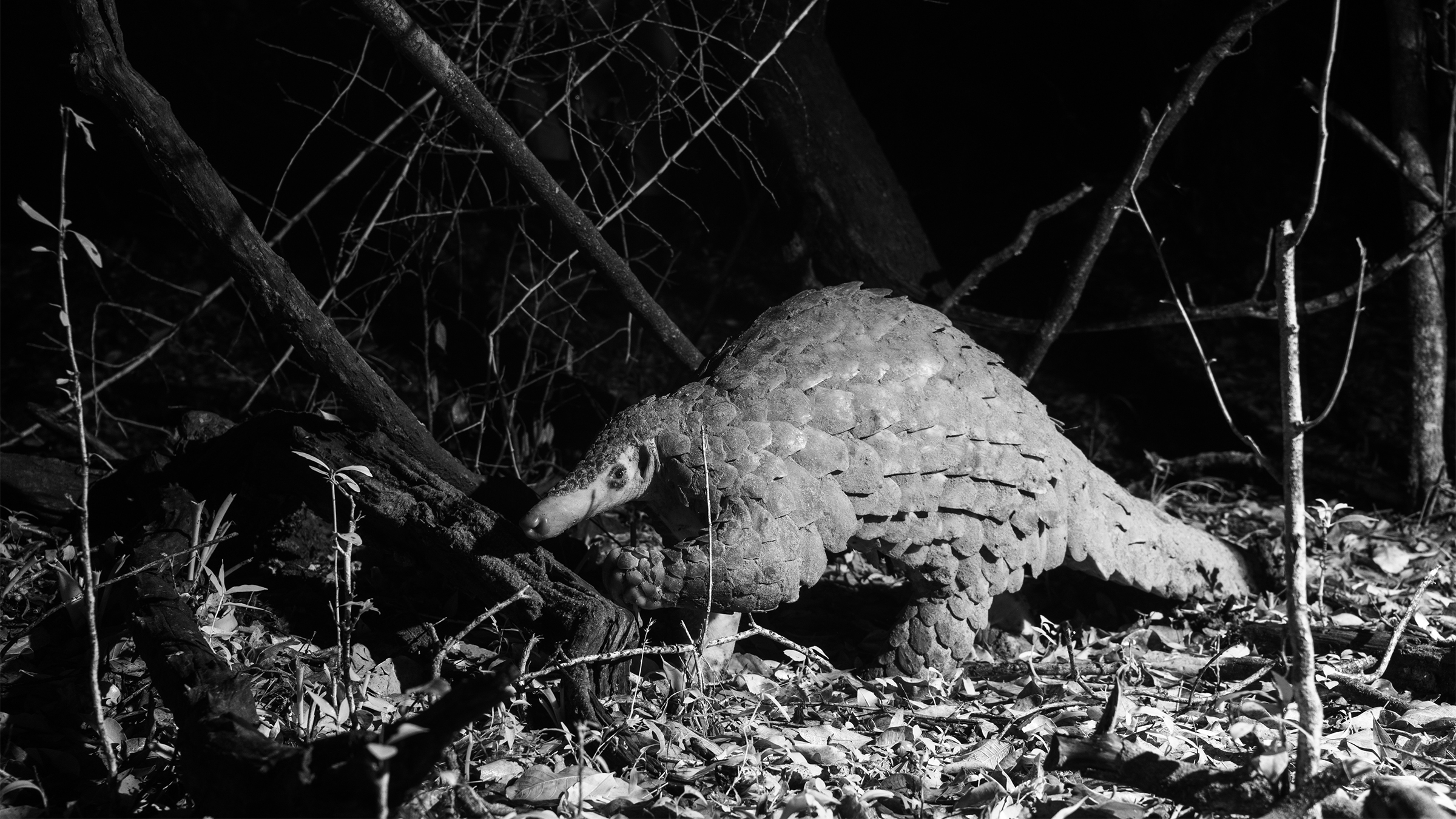 Electric fences that kill and the Maasai trying to save Kenya’s last giant pangolins