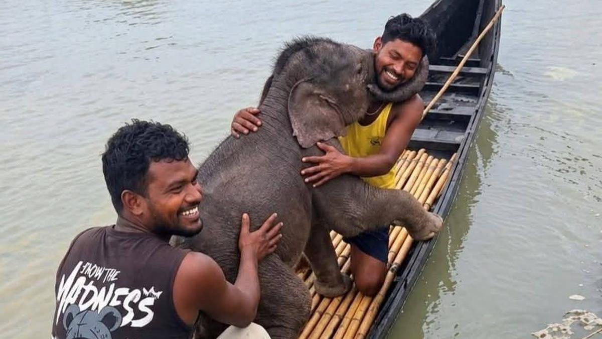 Elephant calf swept away in Teesta rescued by fishermen, reunited with mother
