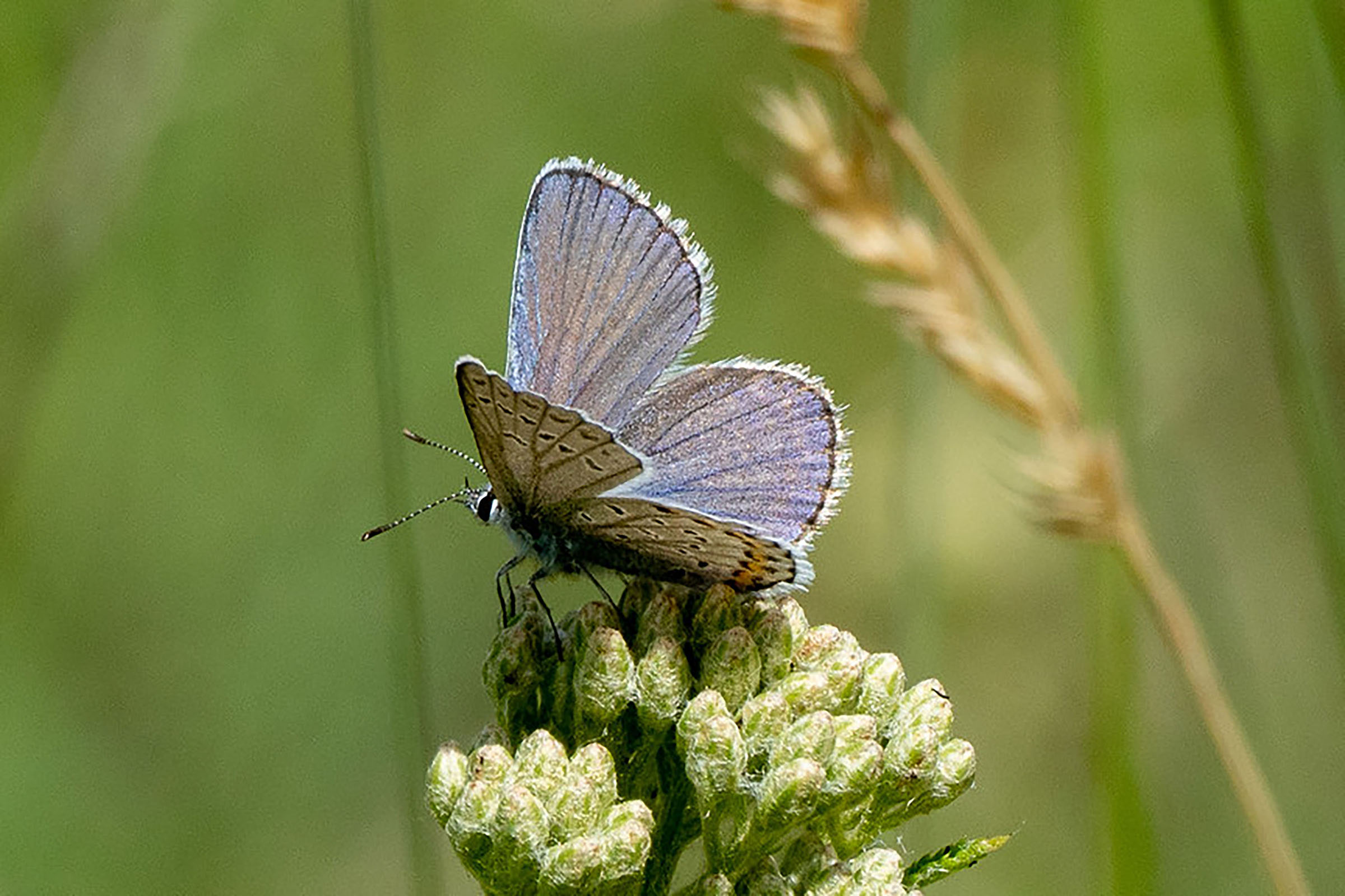 Endangered species protections face scrutiny in NH
