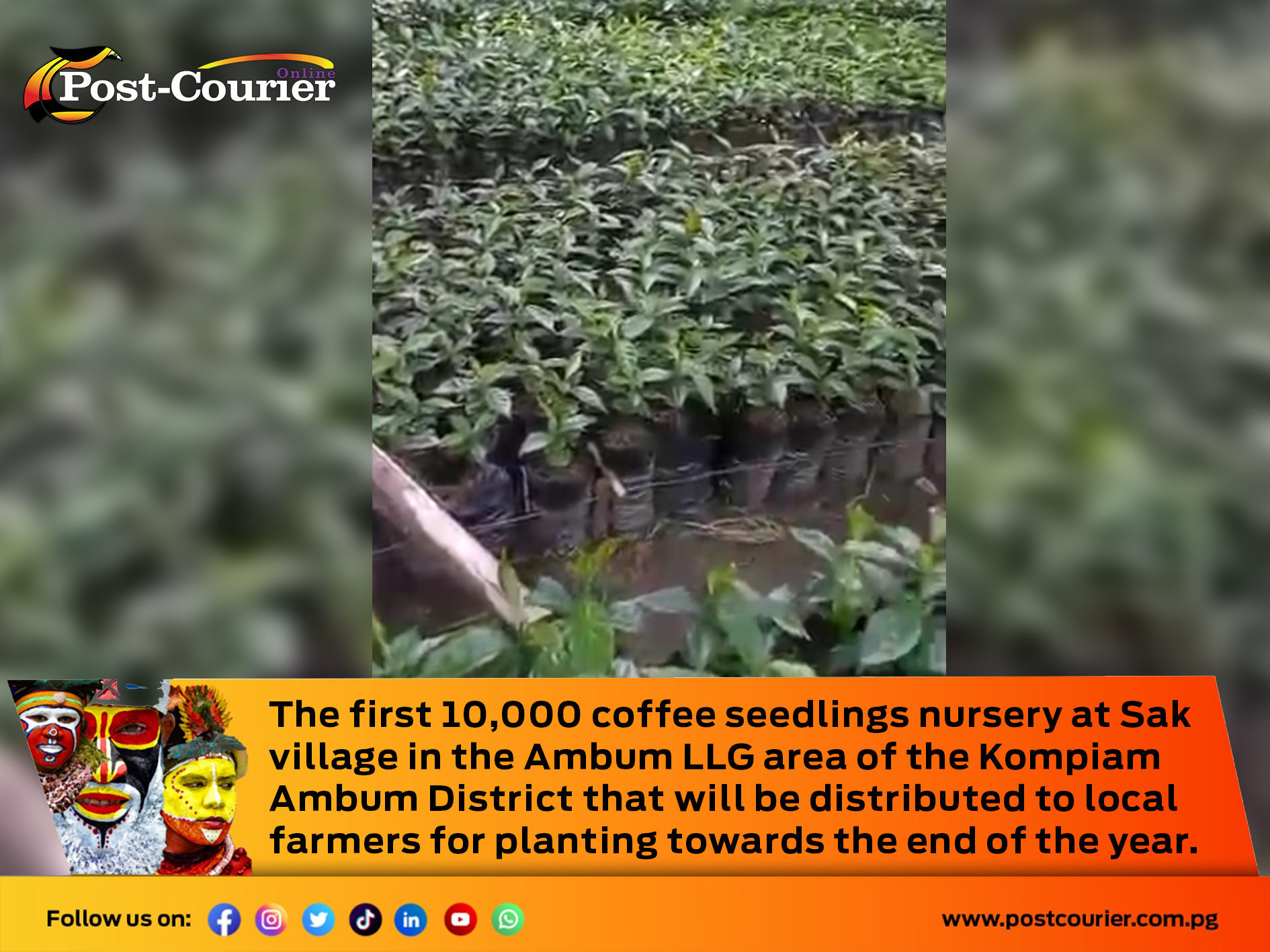 Enga Provincial Government supports the development of coffee nurseries in Kompiam-Ambum