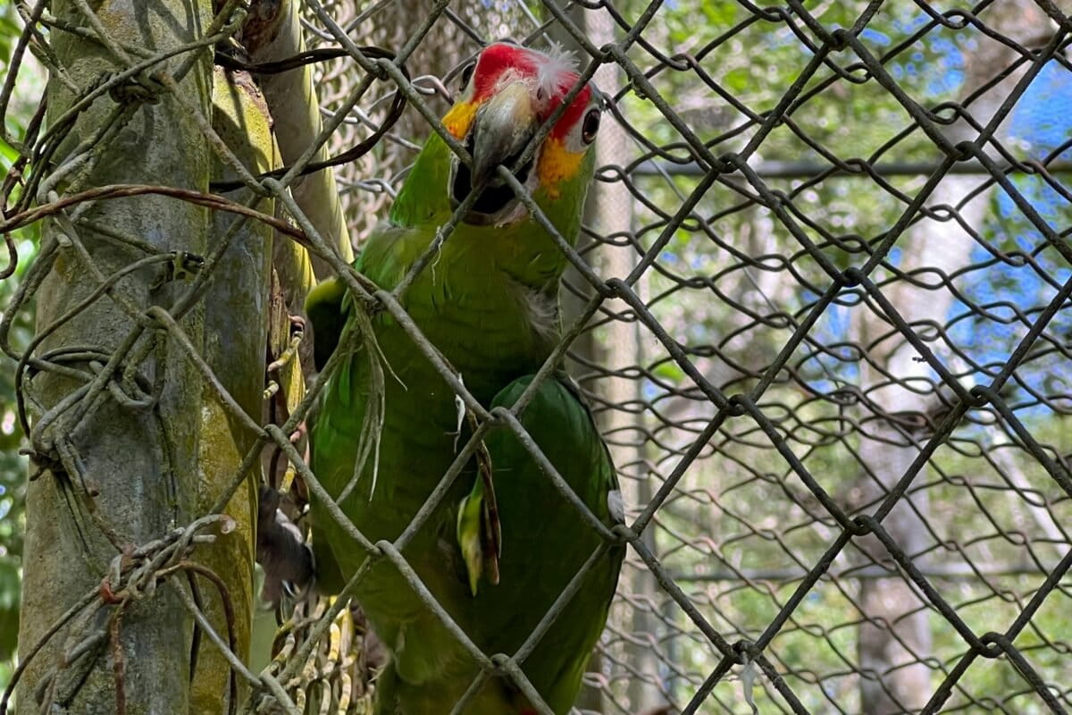 Exotic pet trade poses rising zoonotic disease risks in India