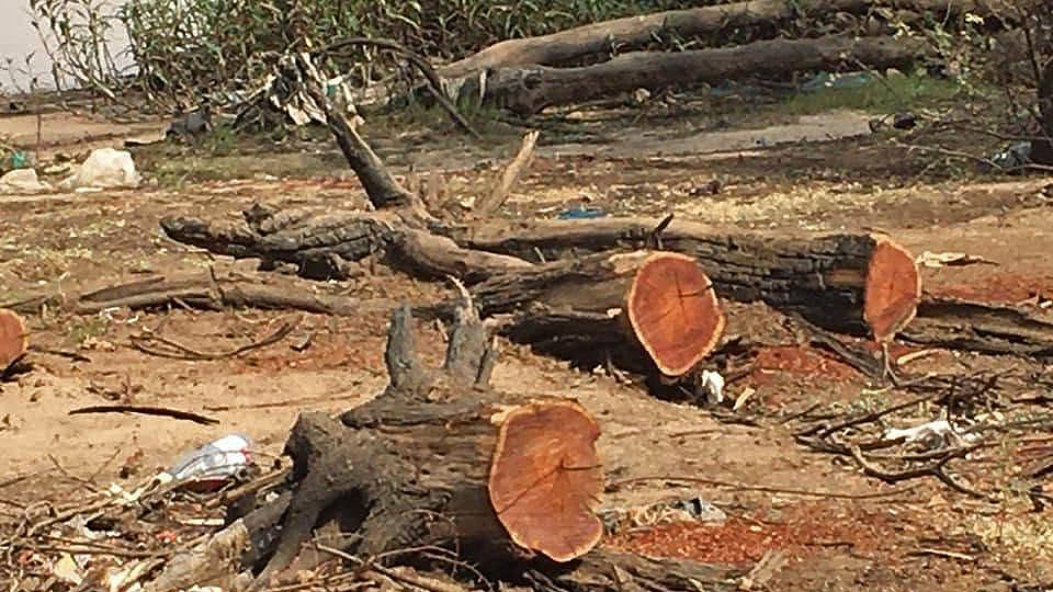 Expert: ‘60% of Sudan’s forests lost since 1990’